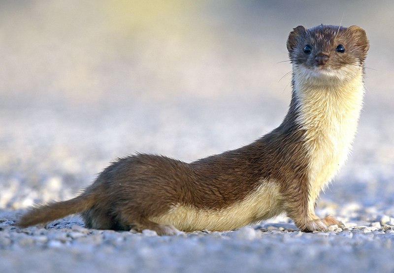 Ласка (Mustela nivalis)
