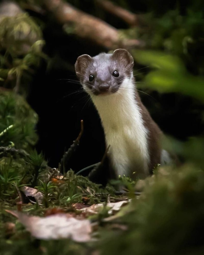 Ласка обыкновенная (Mustela nivalis)