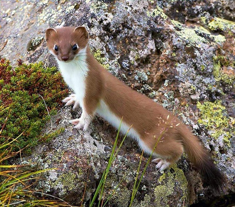 Ласка (Mustela nivalis)