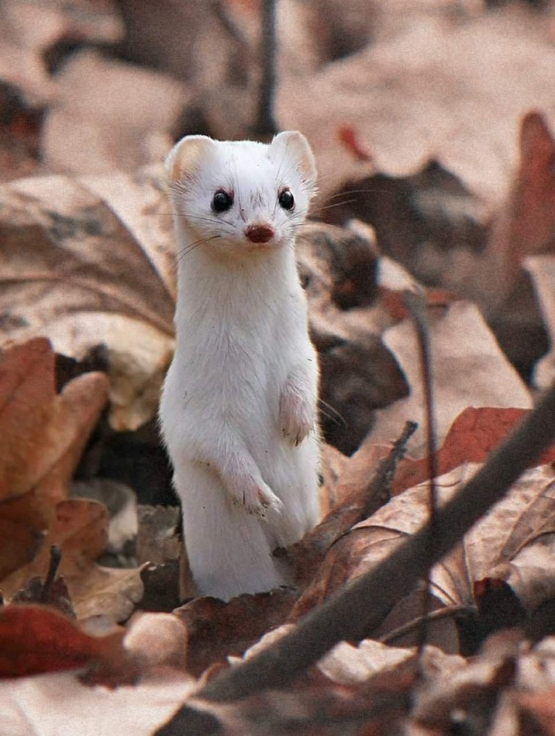 Горностай (Mustela erminea)