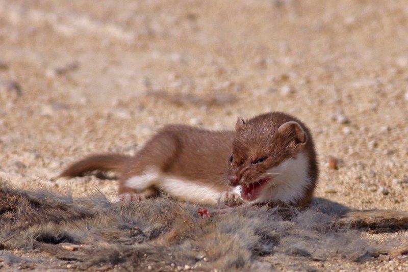 Mustela nivalis белая