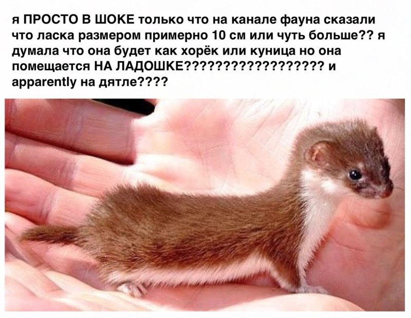 Ласка животное детеныш