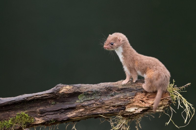 Mustela nivalis