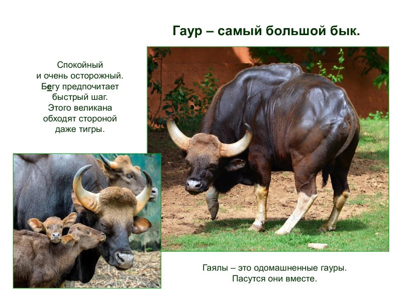 Гаур одомашненный