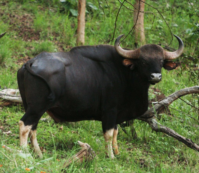 Гаял (bos gaurus frontalis).