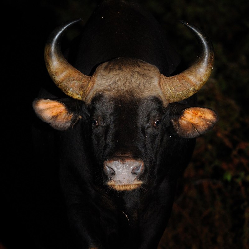 Гаял (bos gaurus frontalis).