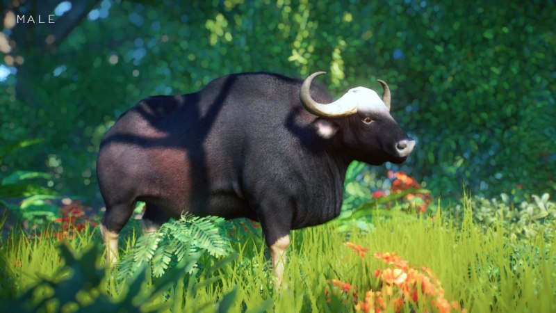Planet Zoo Buffalo