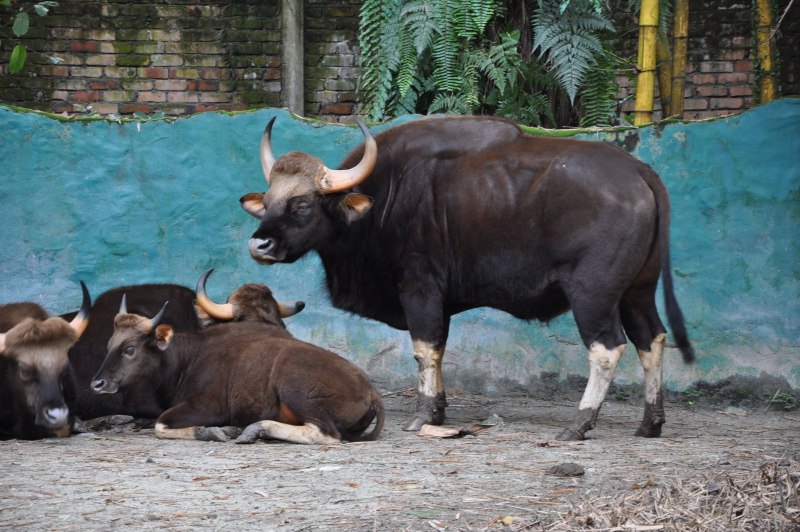 Bos gaurus