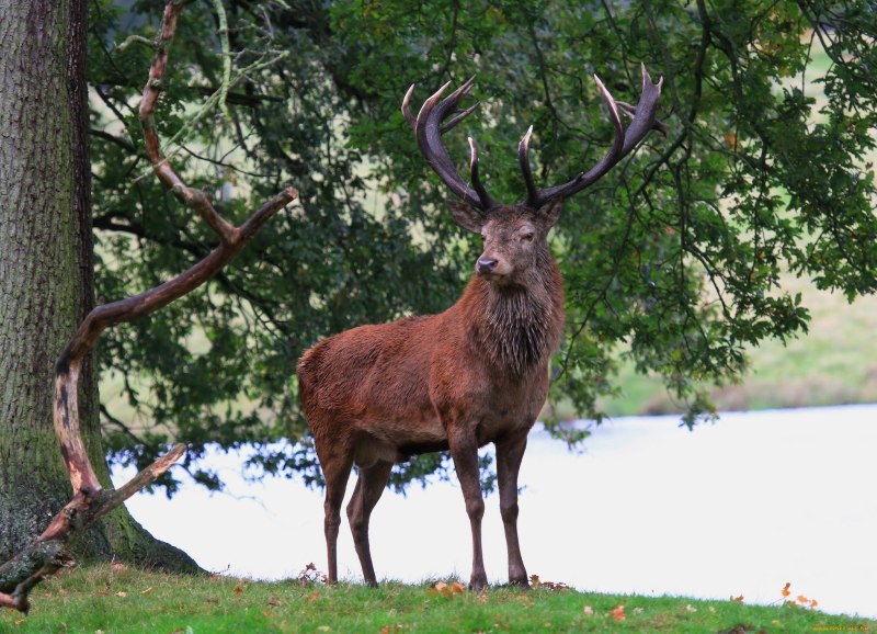 Марал Cervus elaphus