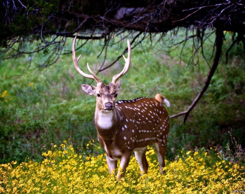 Пятнистый олень (Cervus Nippon)