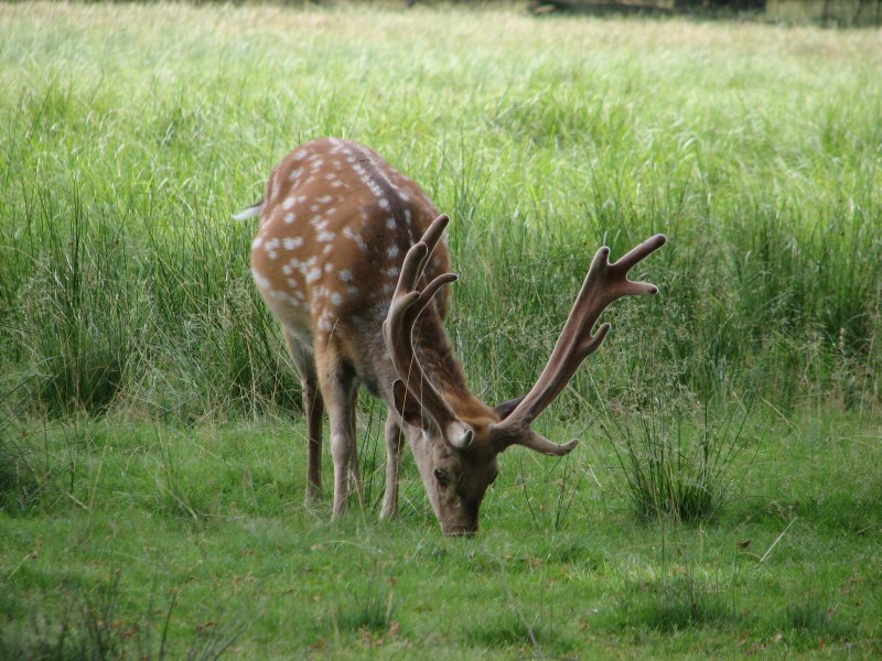Уссурийский пятнистый олень Cervus Nippon hortulorum