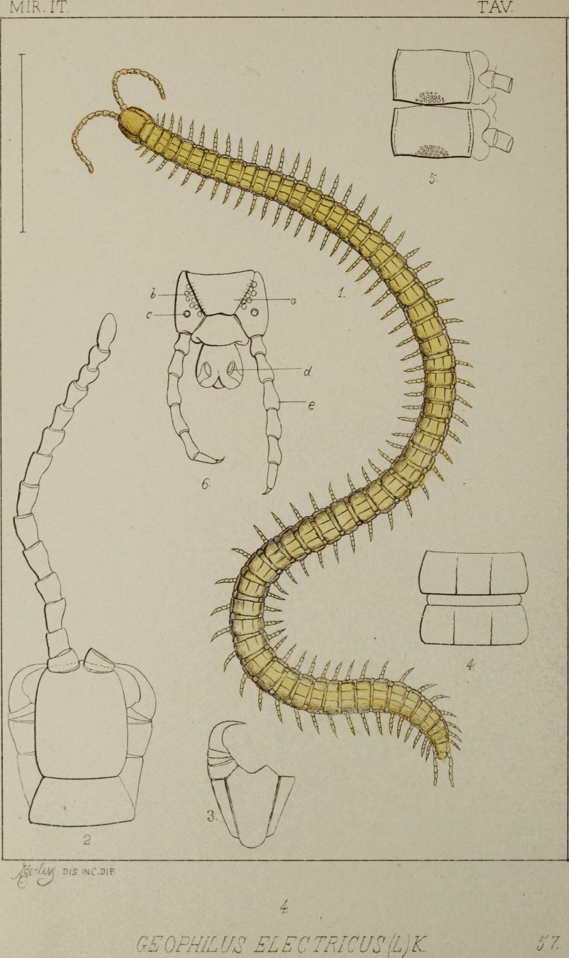 Geophilus electricus