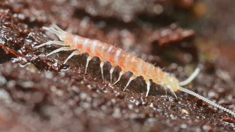 Симфилы (Symphyla)