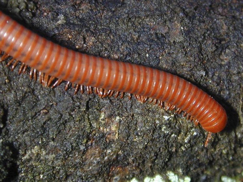 Костянка Lithobius forficatus