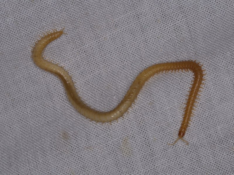 Geophilus SP внешний вид