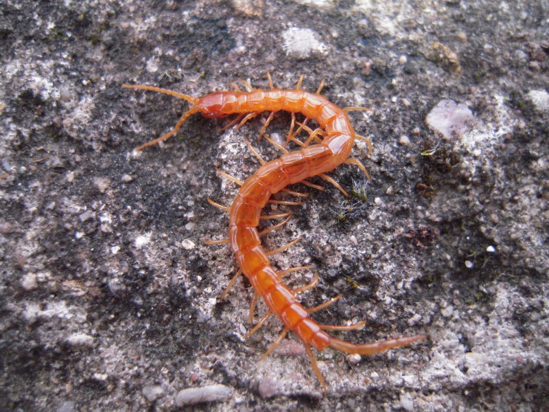 CRYPTOPS Hortensis