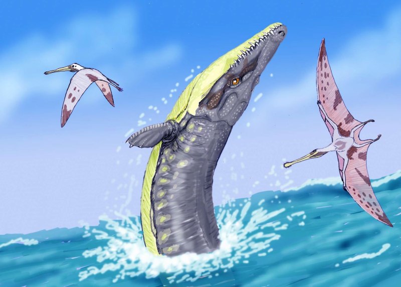 Dakosaurus Maximus