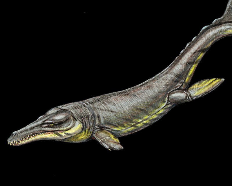 Дакозавр (Dakosaurus)