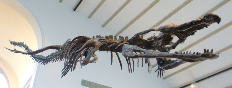 Machimosaurus скелет