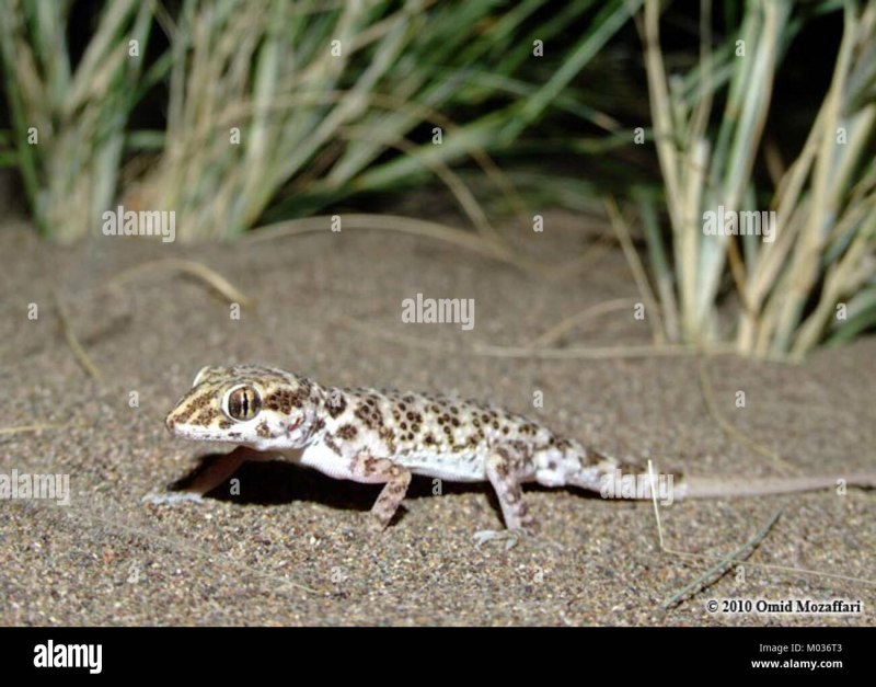 Bunopus tuberculatus