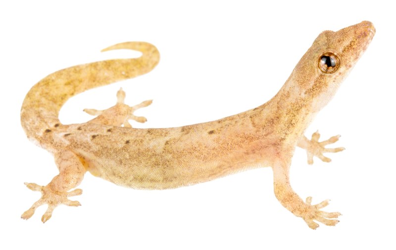 Траурный геккон Lepidodactylus lugubris