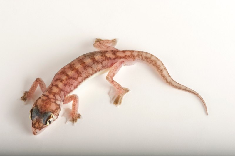 Palmatogecko rangei