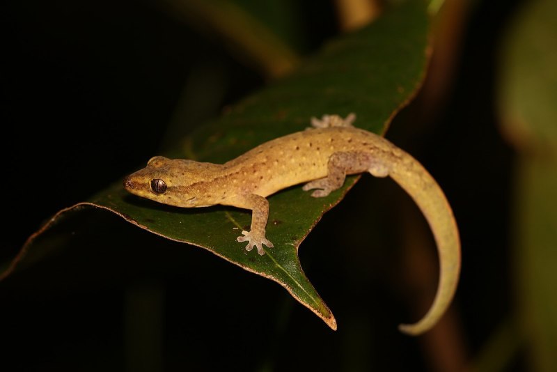Diplodactylidae