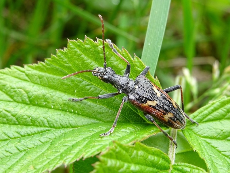 Rhagium (Rhagium) bifasciatum