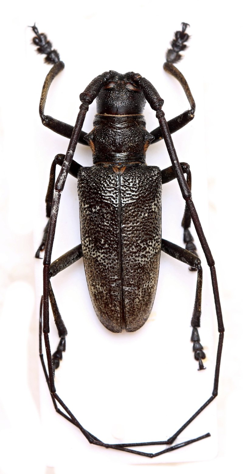 Monochamus galloprovincialis