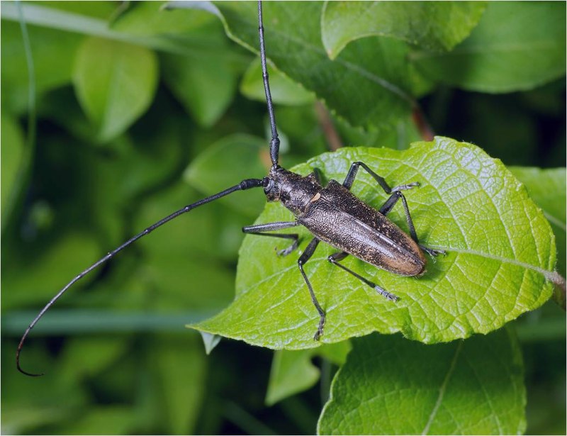 Жук усач Monochamus