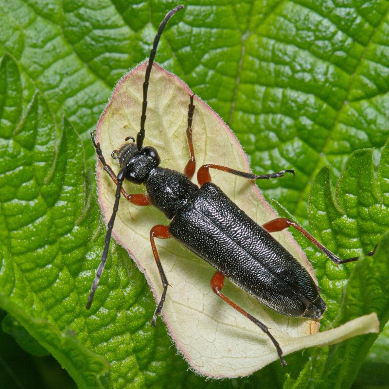 Anoplodera rufipes