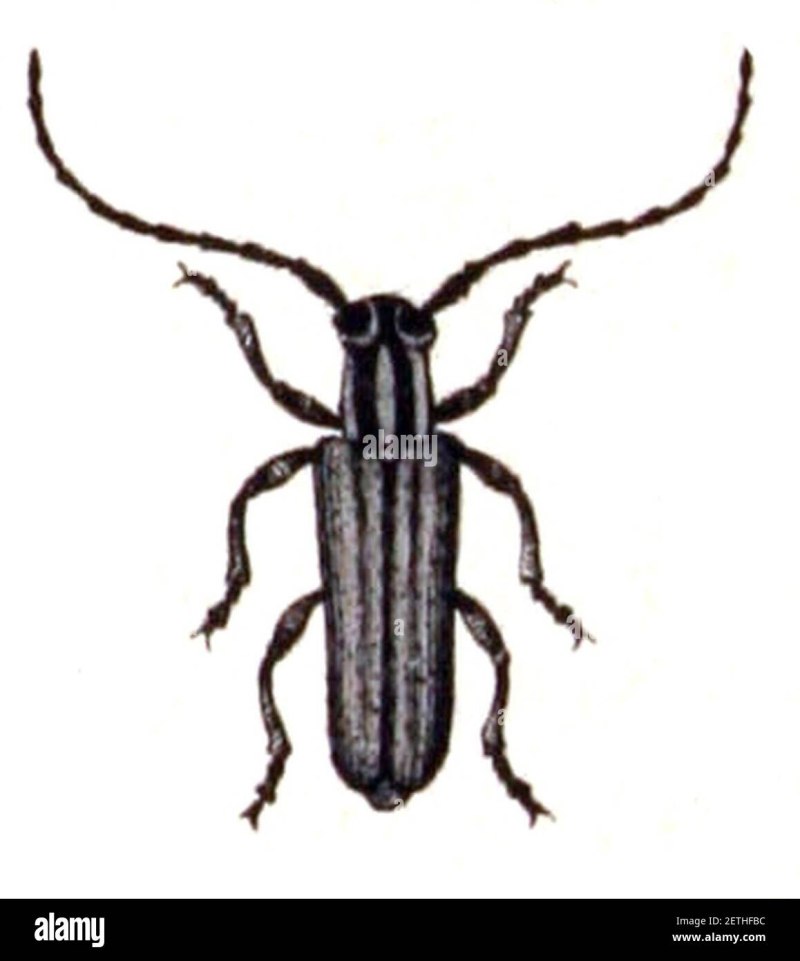G.nigricornis