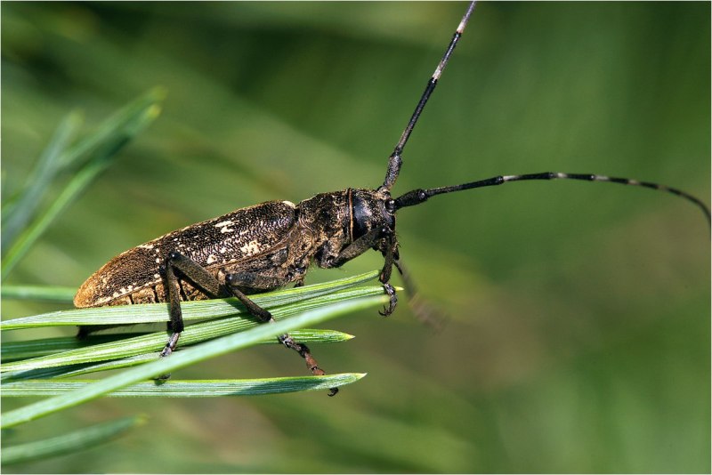 Черный Сосновый усач (Monochamus galloprovincialis oliv.)