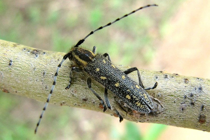 Жук усач Moechotypa diphysis