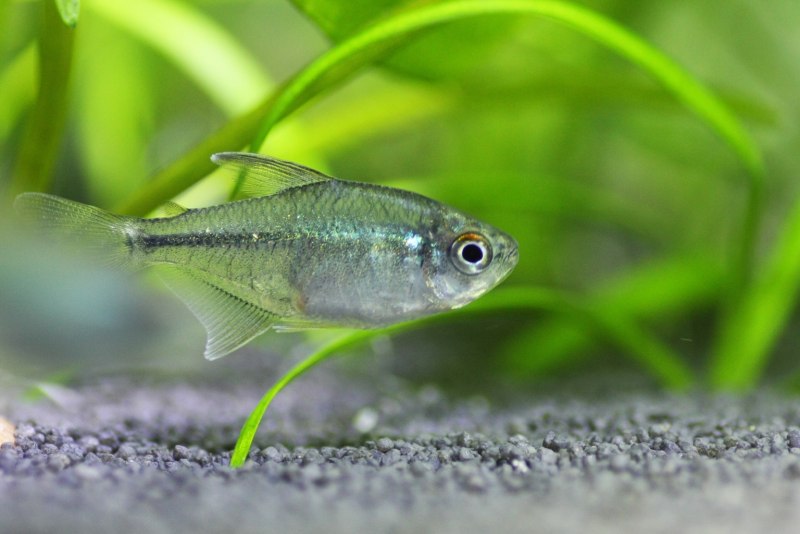 Diamond Tetra