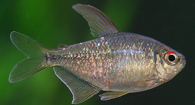 Moenkhausia pittieri