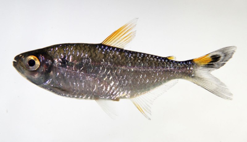 Elachocharax georgiae (Characidae)