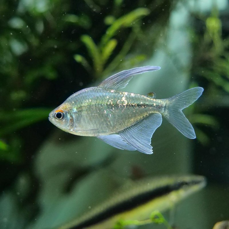 Moenkhausia pittieri