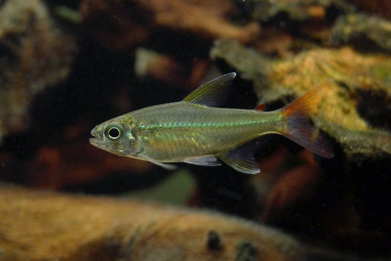 Moenkhausia copei