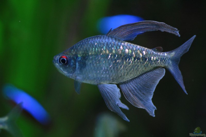 Moenkhausia pittieri