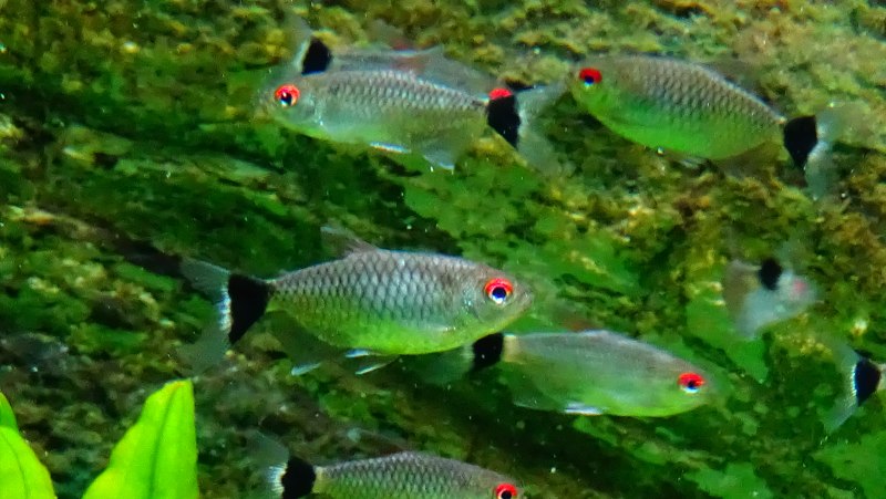 Moenkhausia sanctaefilomenae