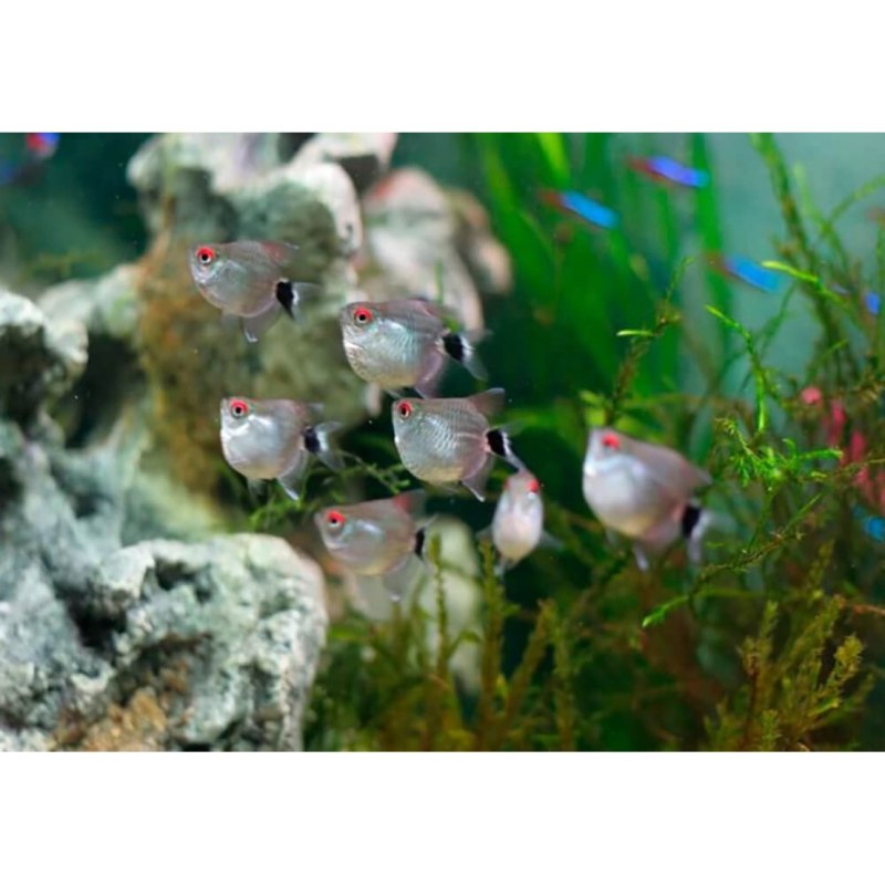Тетра Филомена (Moenkhausia sanctaefilomenae)