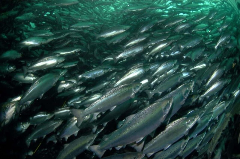 Охотское море лосось