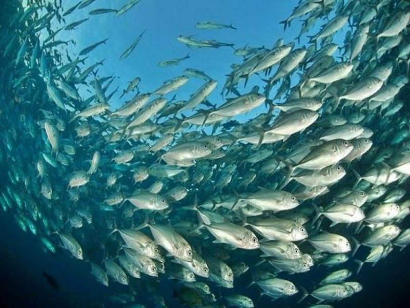 Рыбные ресурсы Балтийского моря
