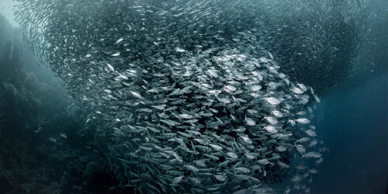 Сардина под водой