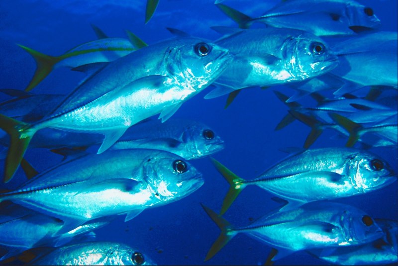 Рыба холодных морей
