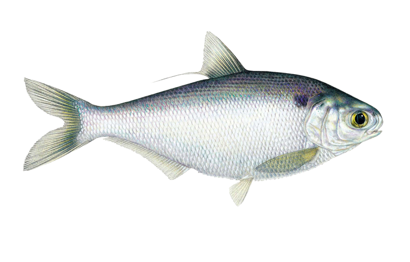 Dorosoma cepedianum