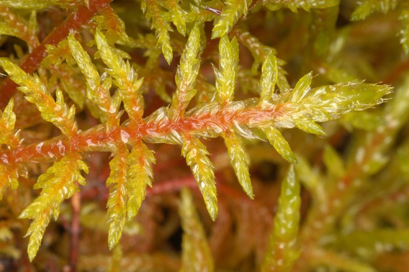 Hylocomium splendens