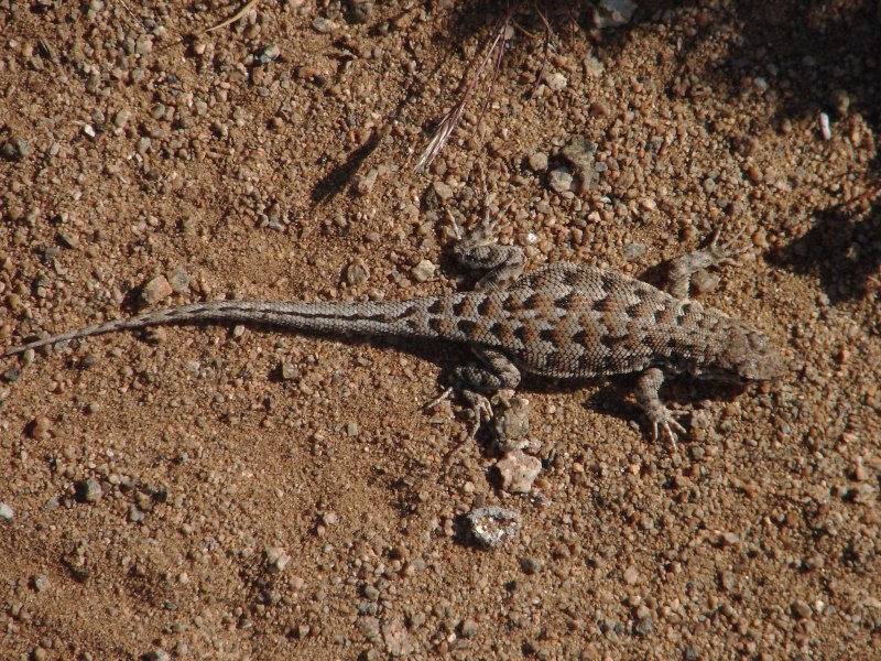 Liolaemus huasicus