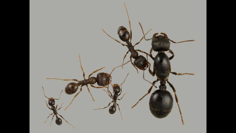 Messor cephalotes матка